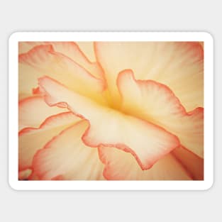 Begonia Blush Sticker